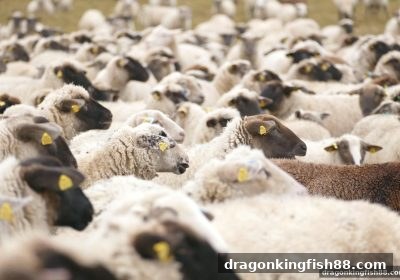 龙王捕鱼视角：腾讯麻将与LPL战队背后的竞技共性——数据、策略与跨界融合